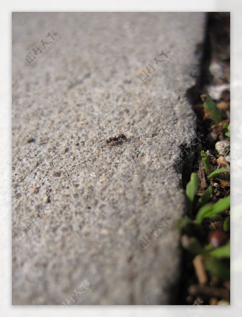 蚂蚁的微观世界图片
