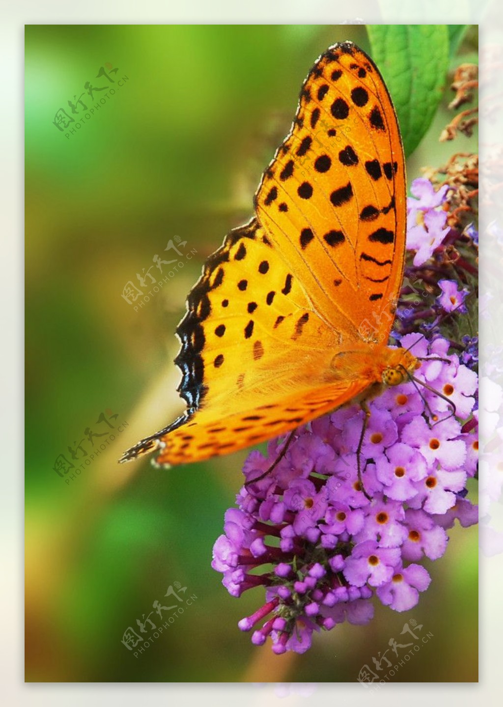 蝴蝶与紫花图片