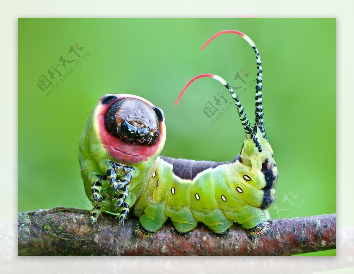 蝴蝶毛虫clospera pirga 库存图片. 图片 包括有 昆虫, 叶子, 转换, 关闭, 头发, 毛虫 - 613259