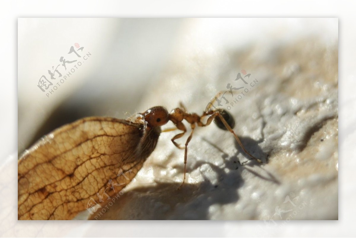 搬树叶的蚂蚁图片