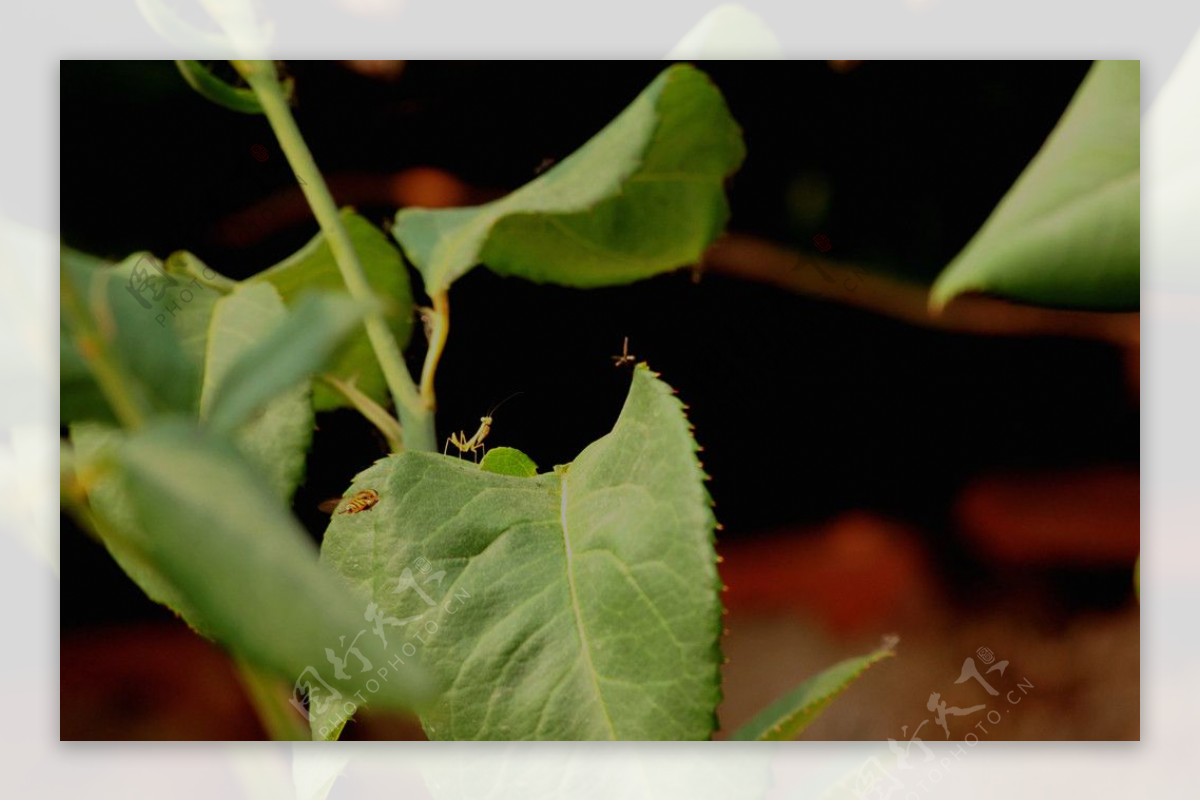 螳螂捕蝇黄蜂在后图片
