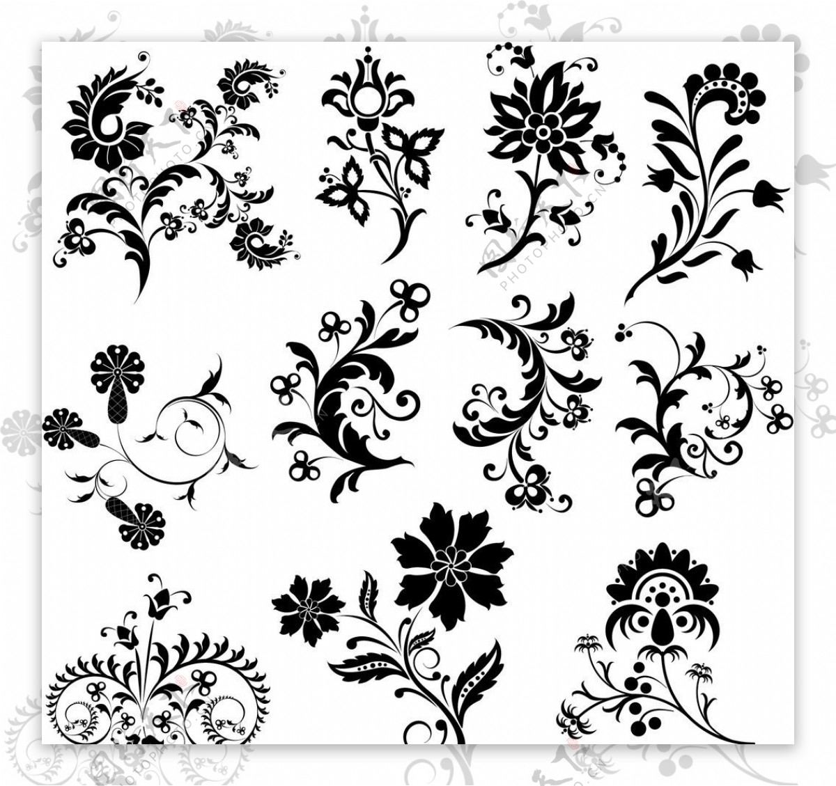 黑白花卉图片