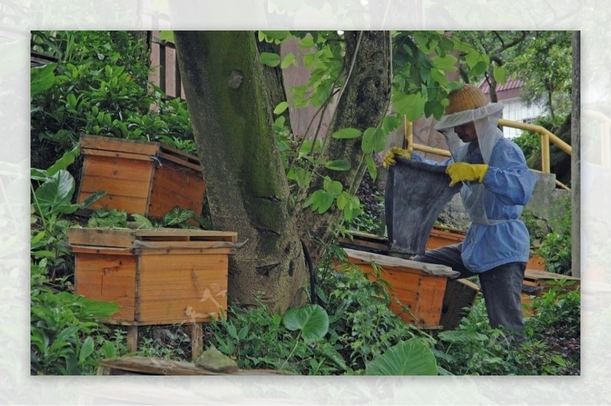 养蜂人家图片