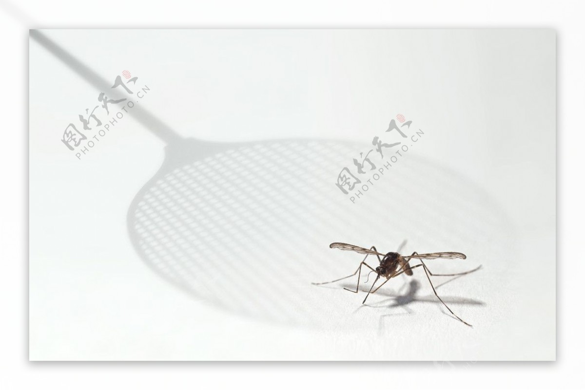 蚊子 摄影图__昆虫_生物世界_摄影图库_昵图网nipic.com