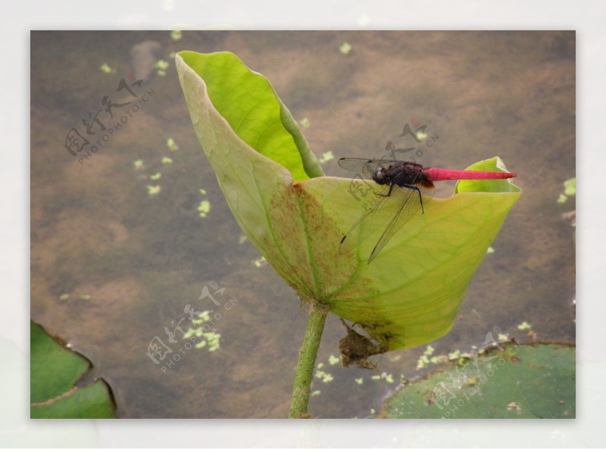 夏荷蜻蜓图片