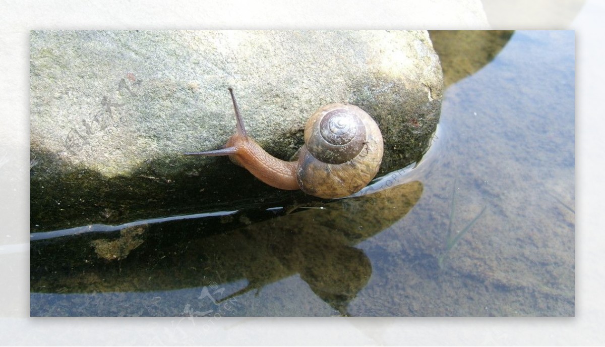 高清蜗牛图片