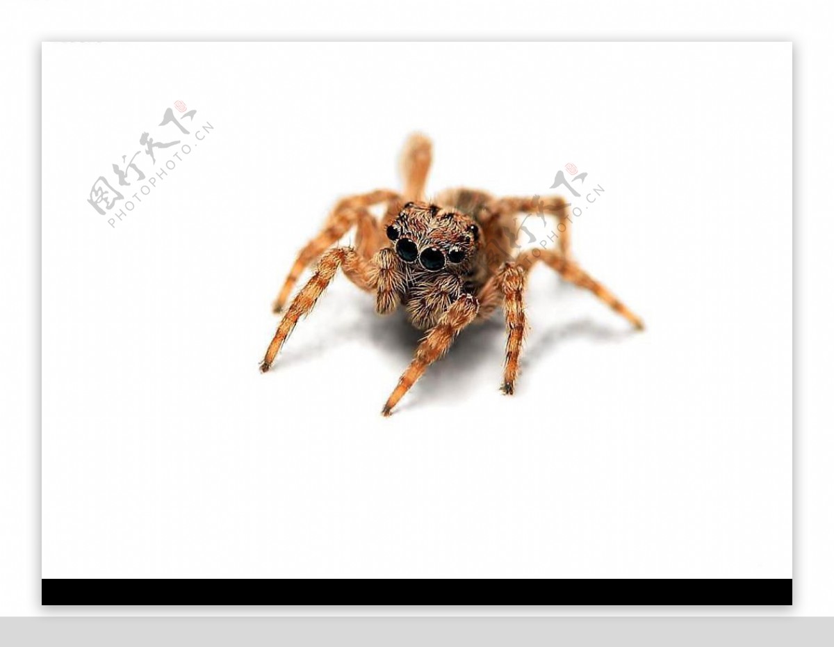 电脑壁纸之蜘蛛图片