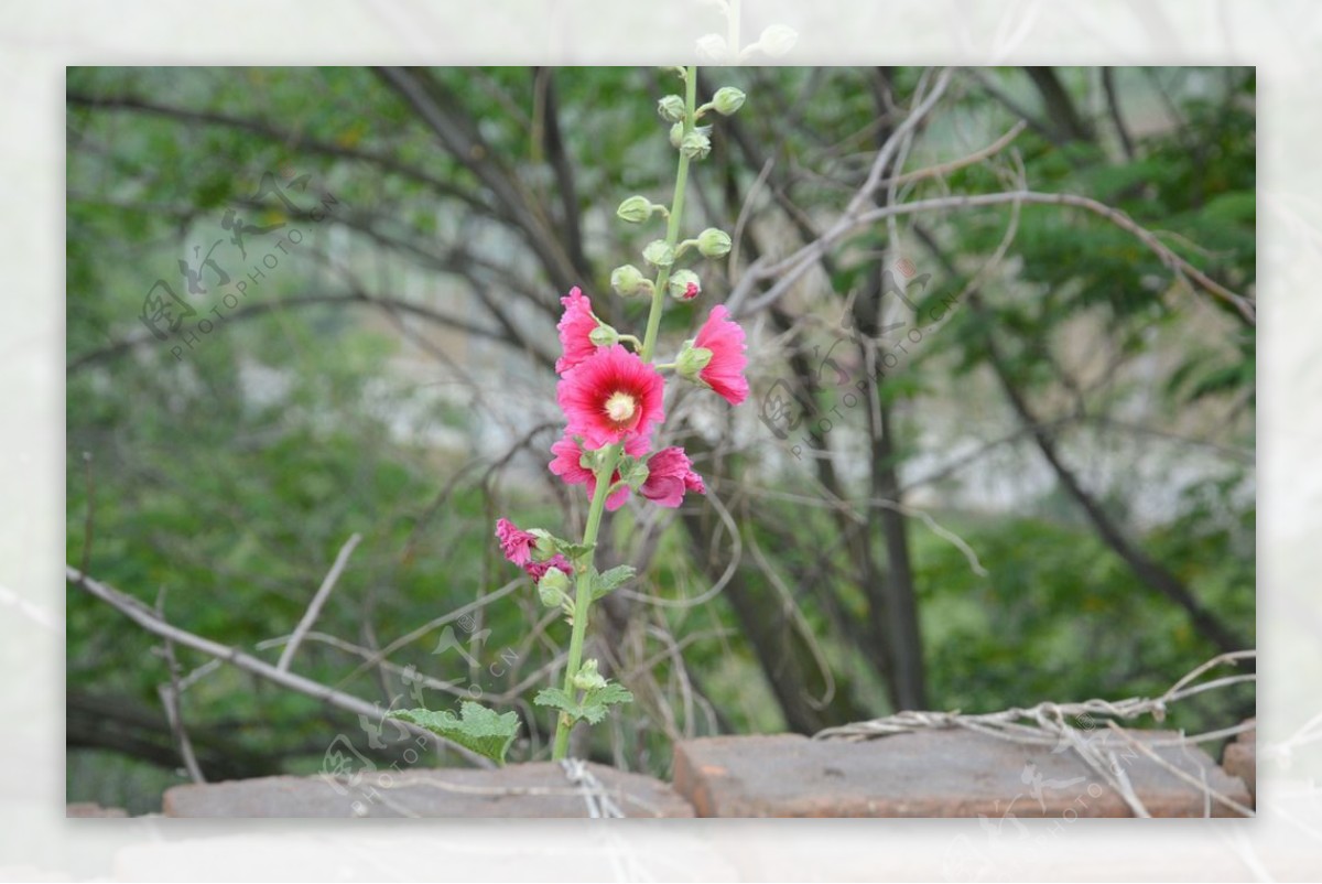 木槿花开图片素材 编号14441874 图行天下