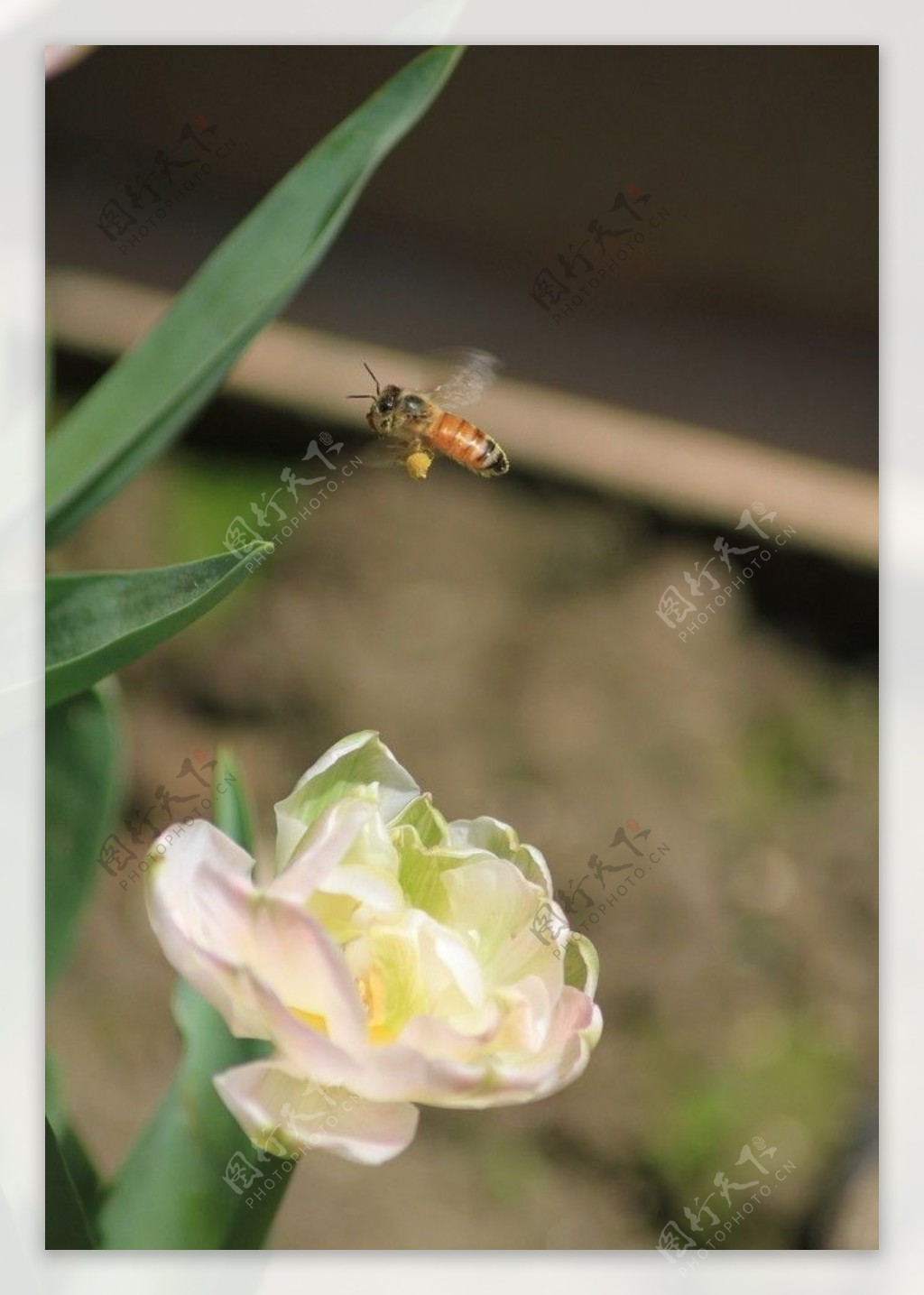 蜂舞花间图片