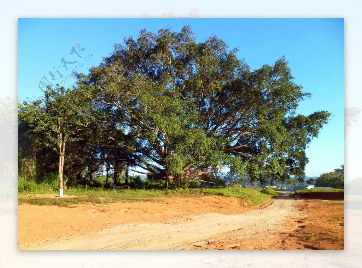 缅甸古树图片