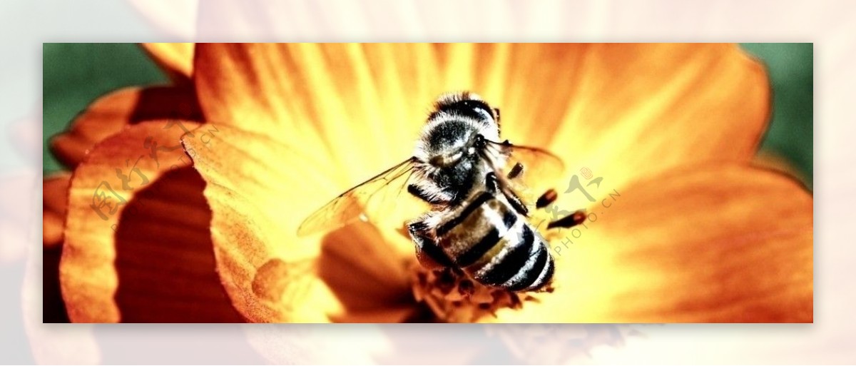 死了的蜜蜂图片