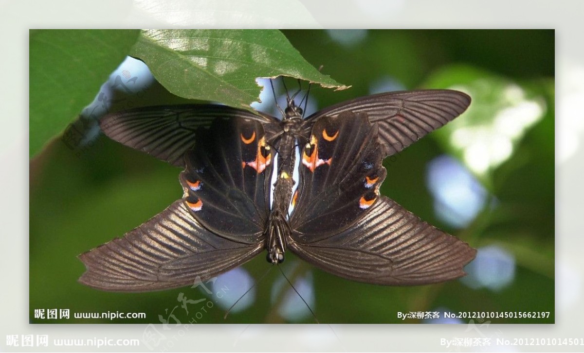 交尾的蝴蝶图片