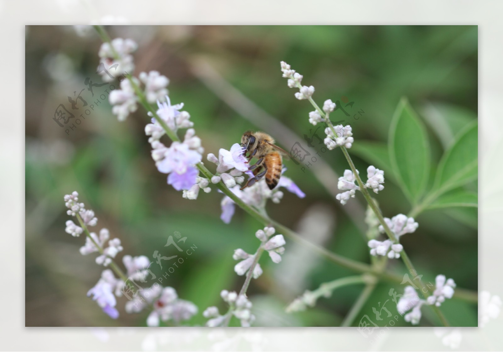 荆条花与蜜蜂图片