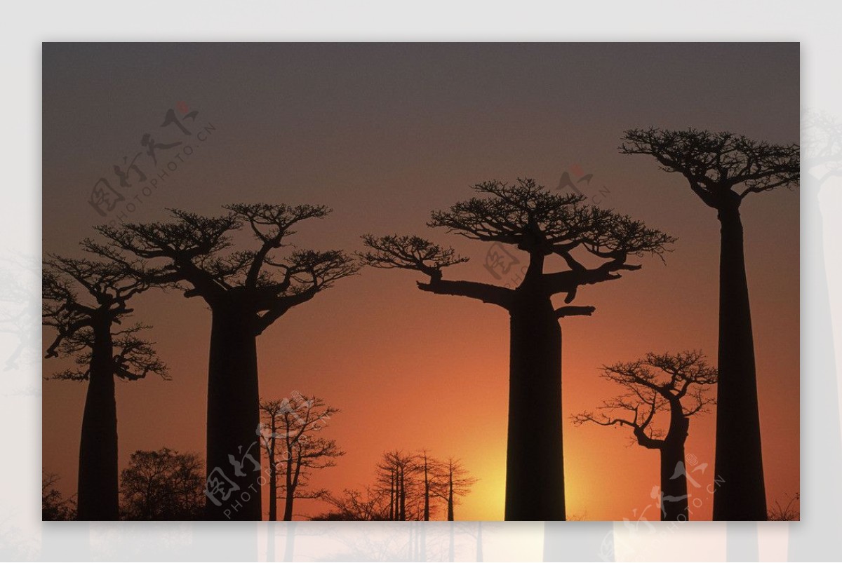非洲猴面包树图片