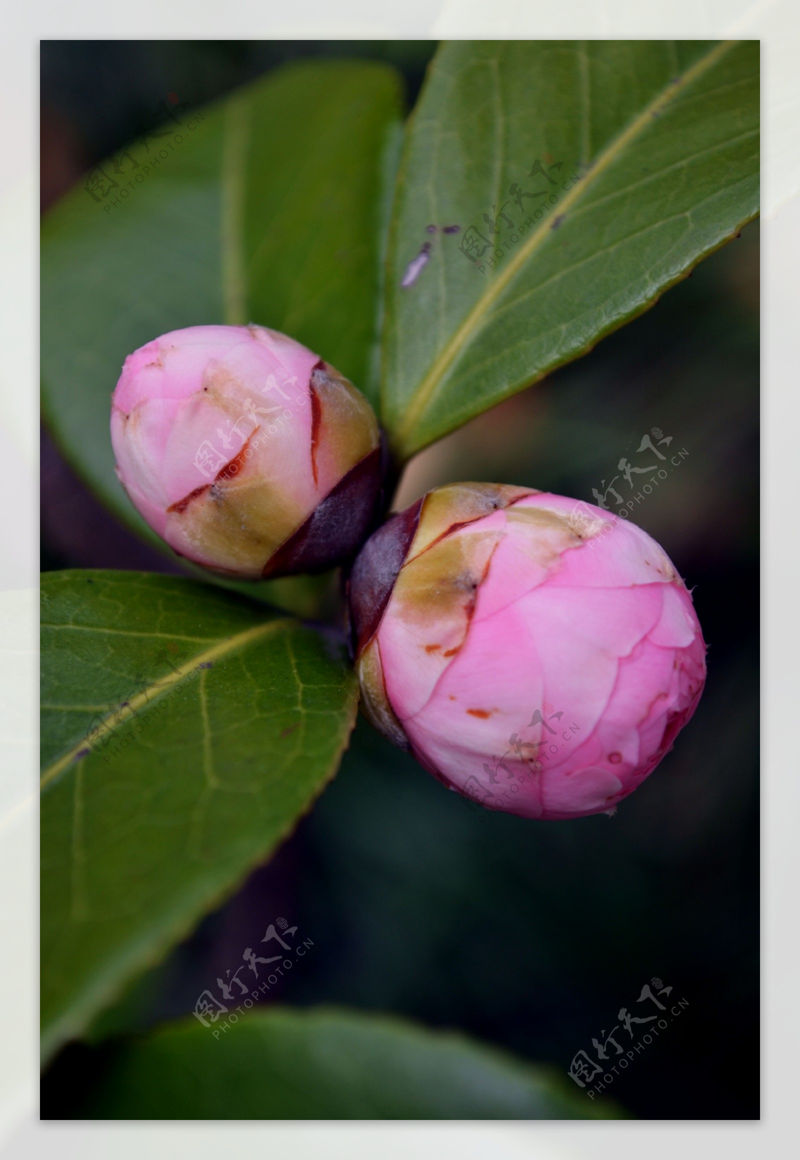 粉色山茶花花蕾图片