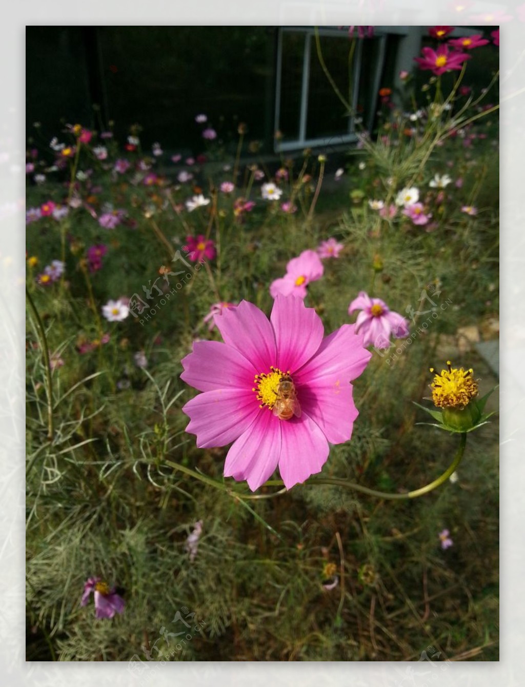 蜜蜂采蜜格桑花图片