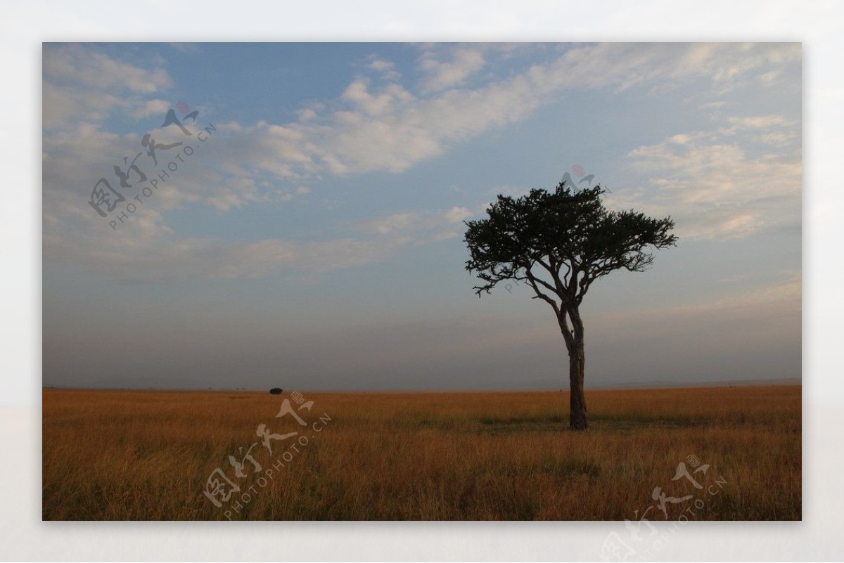 孤树素材-孤树图片-孤树素材图片下载-觅知网