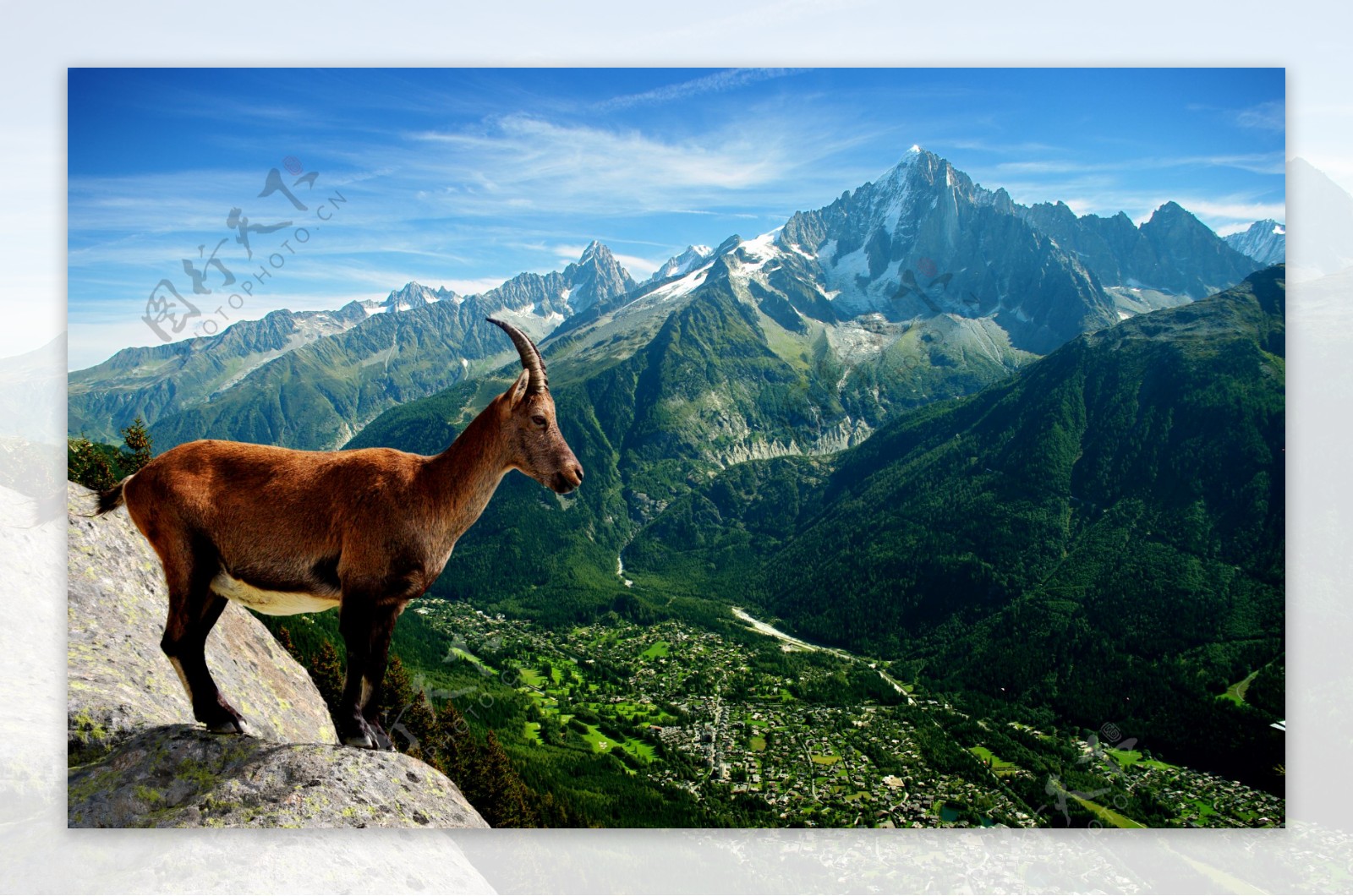 阿尔卑斯山山羊图片