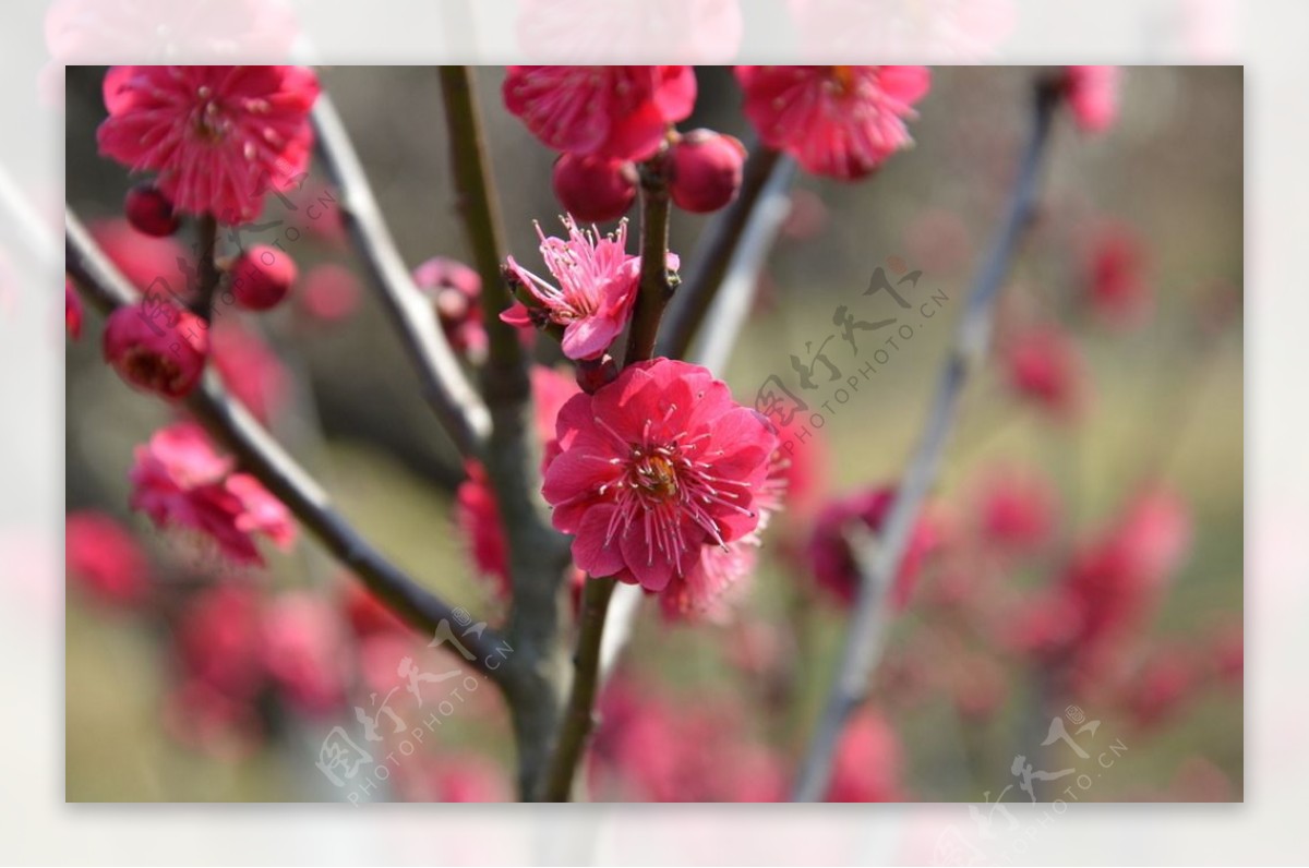 合肥匡河梅花图片