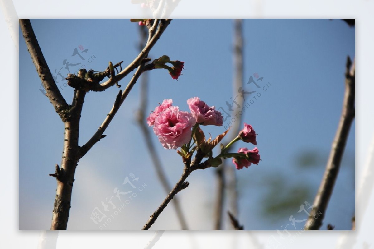 樱花图片