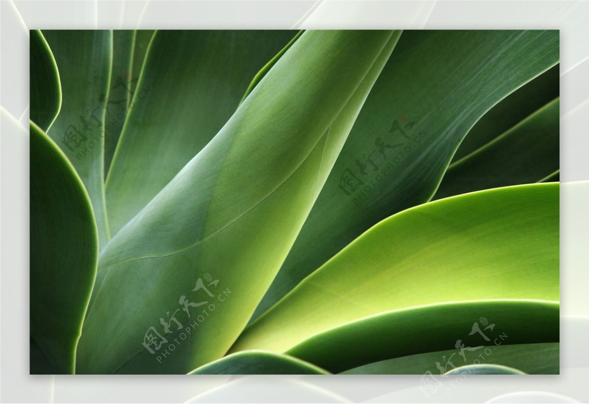绿叶植物图片