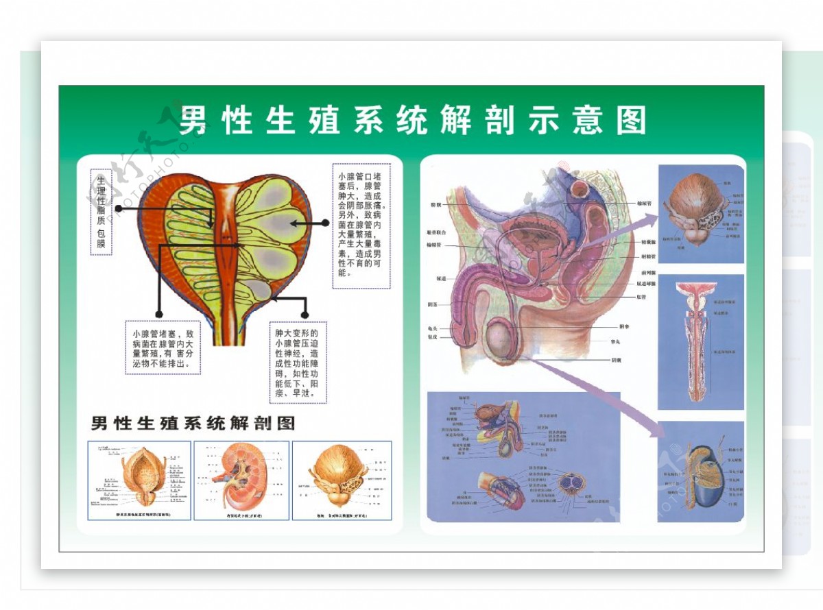 男性生殖系统解剖示意图片