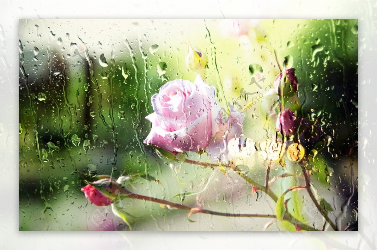 雨中玫瑰花图片