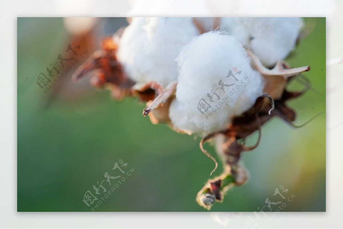 棉花树图片