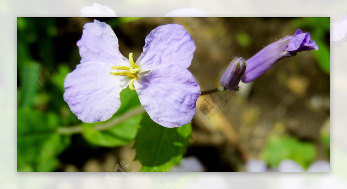 二月兰兰紫色花农历二月开图片