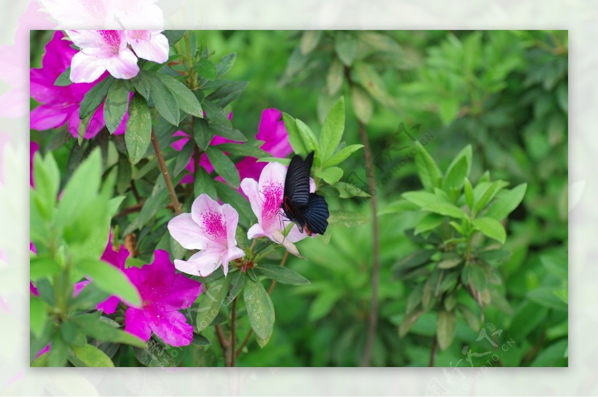 杜鹃花图片