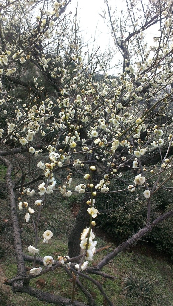 梅花图片