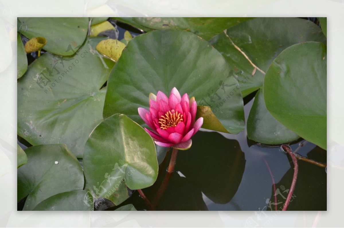 水莲花图片