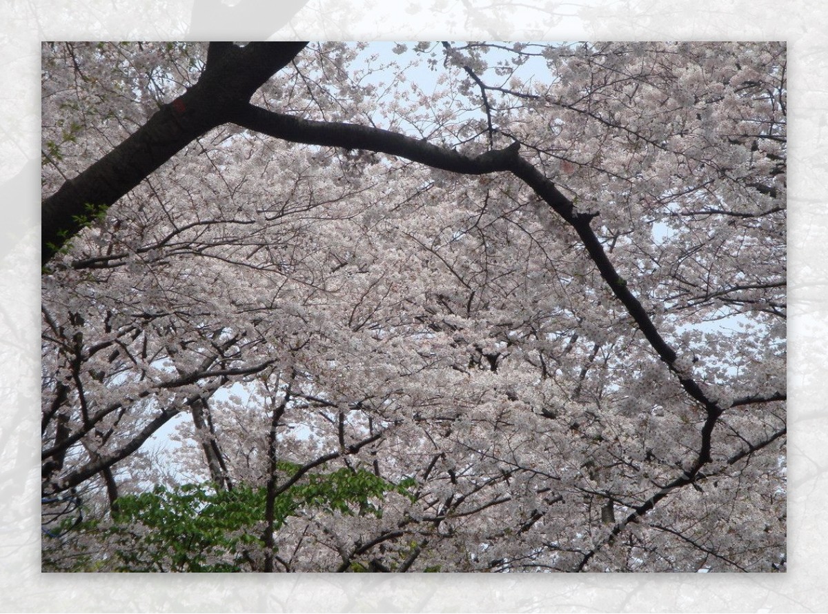 上野櫻花图片