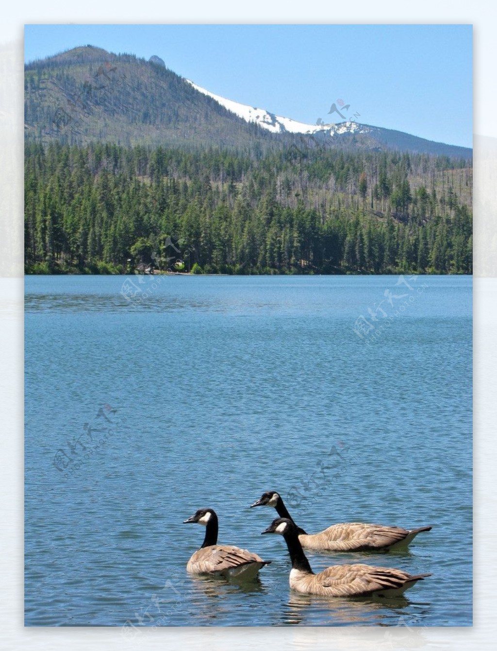 加拿大安大略湖上的野鹅图片