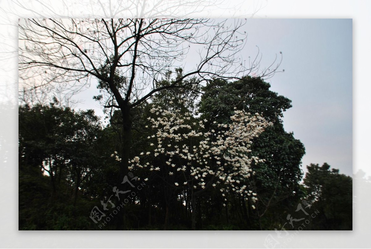 玉花飞树图片