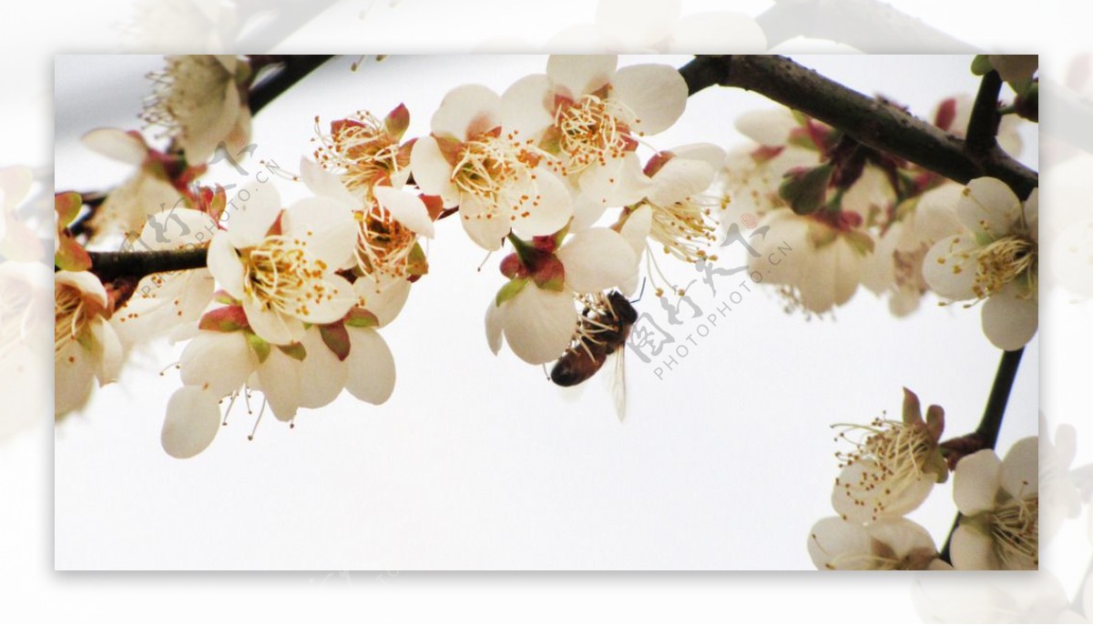 蜜蜂白色桃花图片
