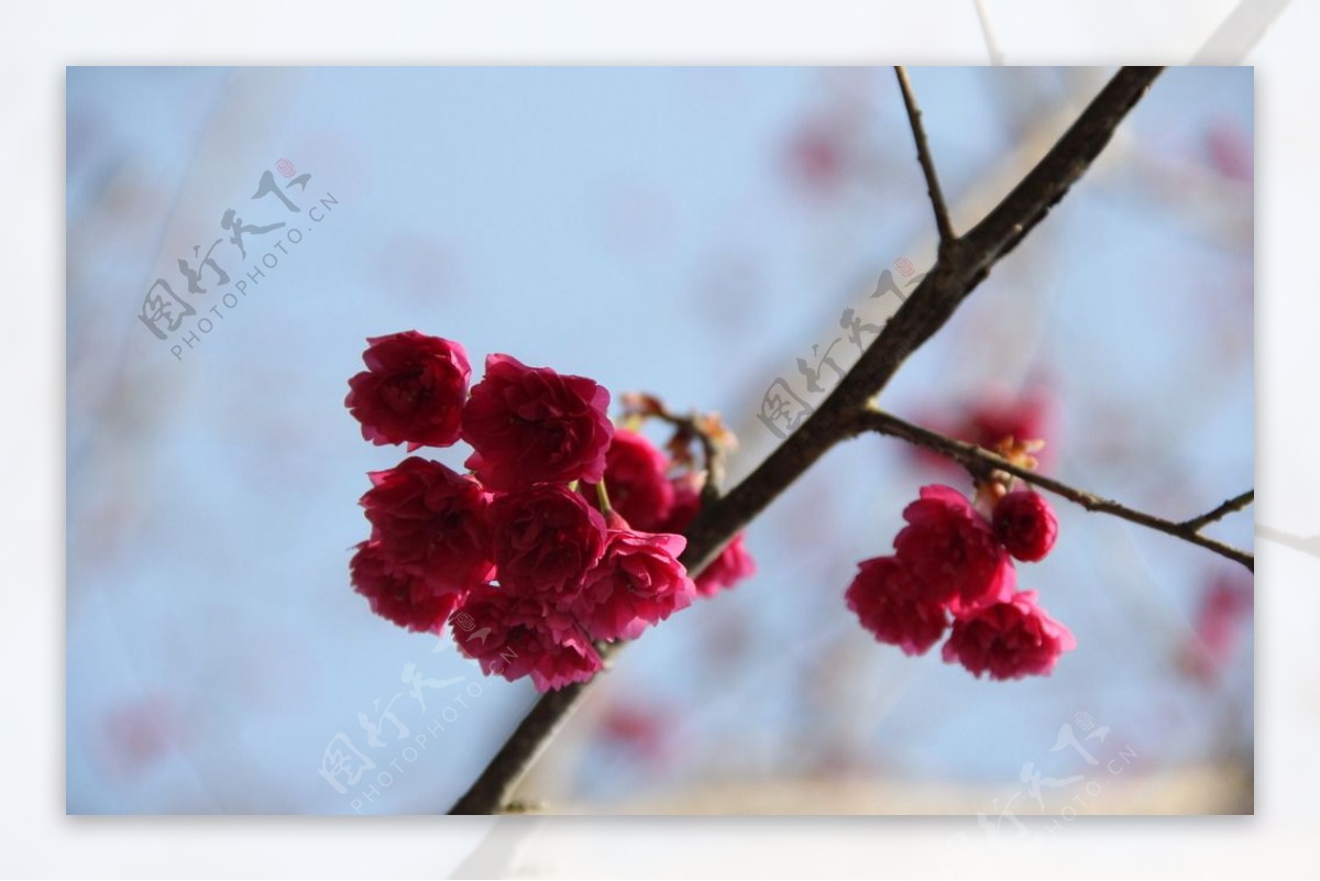 永福樱花图片