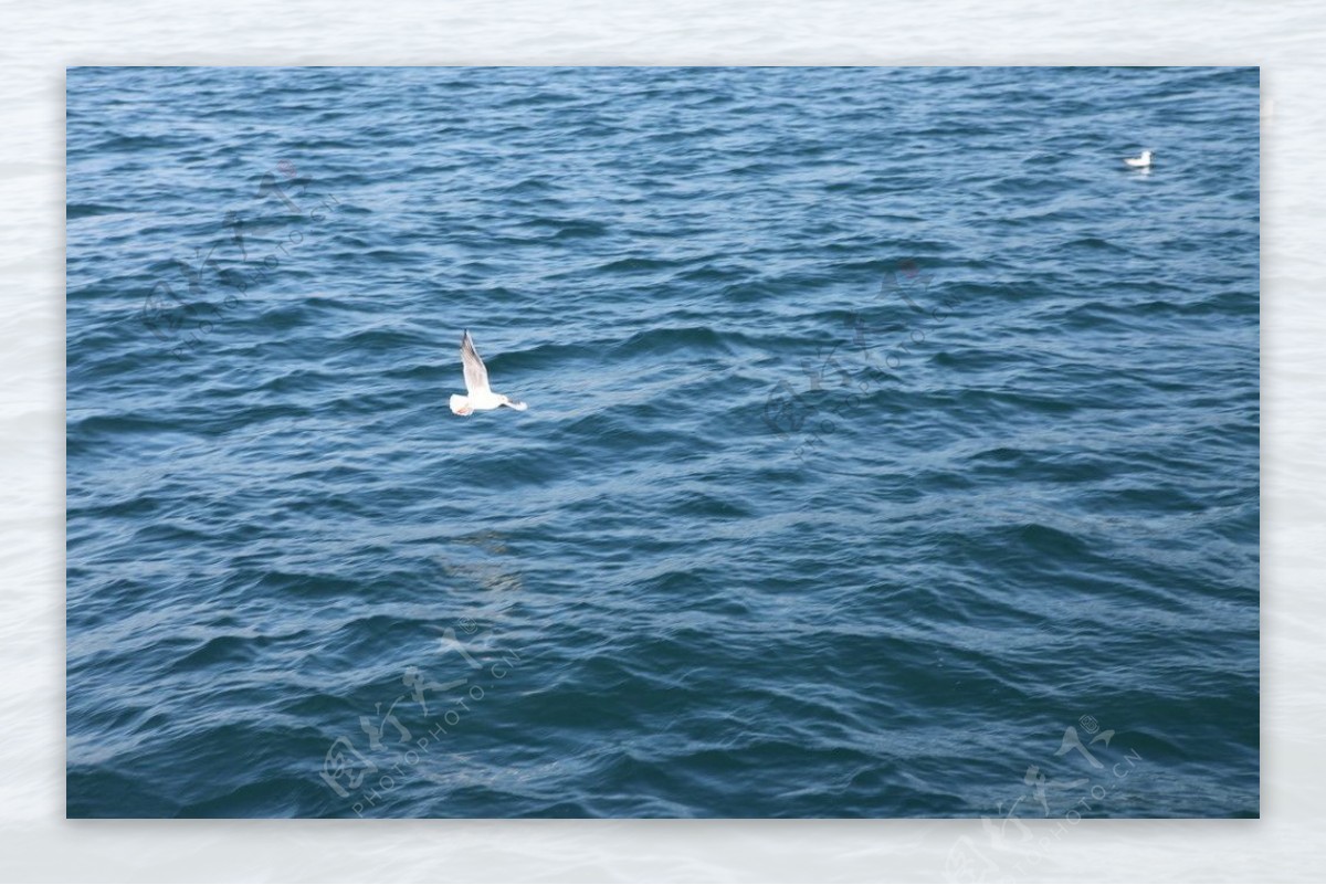 海水海鸥图片