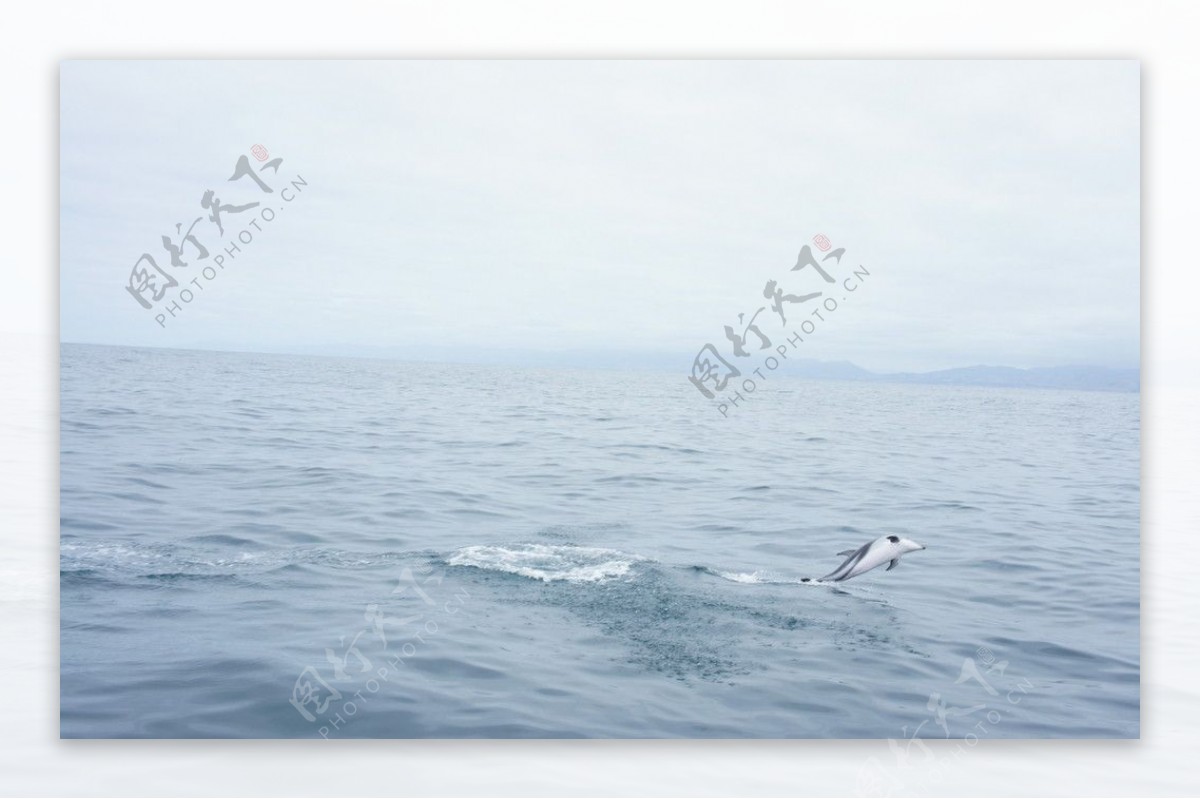 新西兰凯库拉观鲸之旅海豚兴奋一跃图片