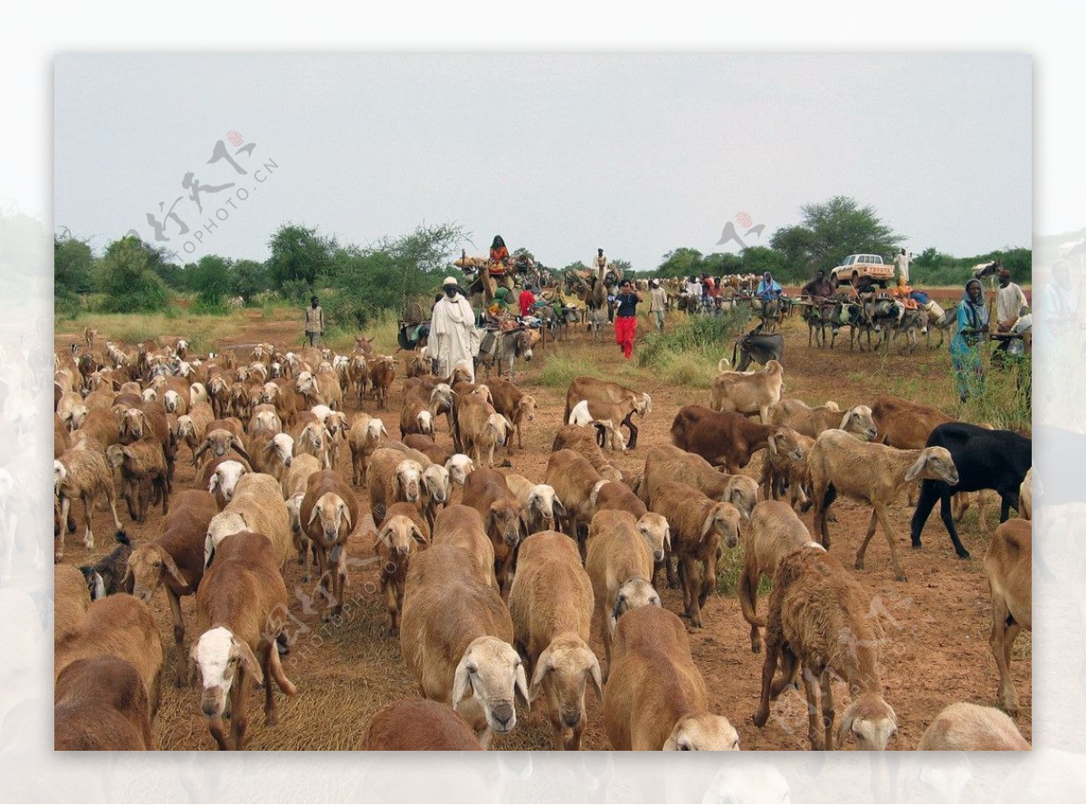 苏丹迁徙的牧民图片