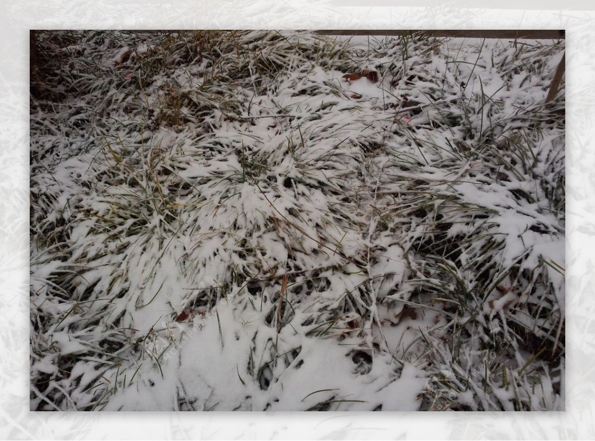 雪地草丛图片