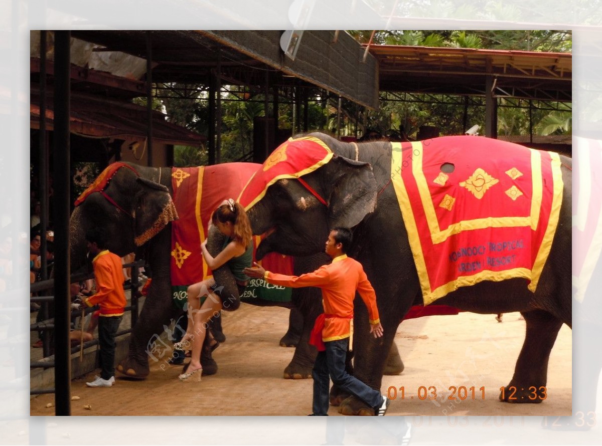 2021普吉岛耐迪大象保护营游玩攻略,...玩嗨了，和大象一起洗澡的...【去哪儿攻略】
