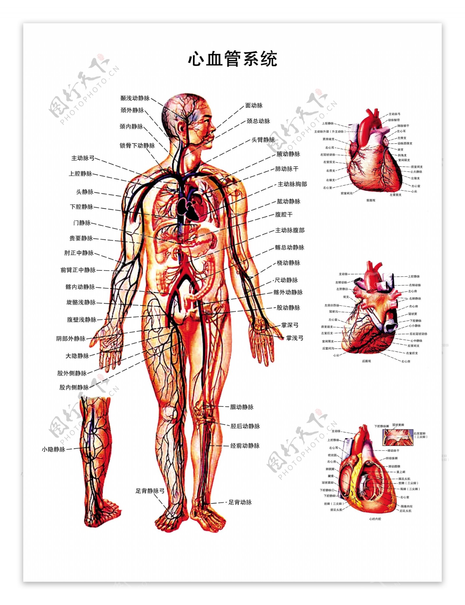 心血管系统解剖图PSD图片