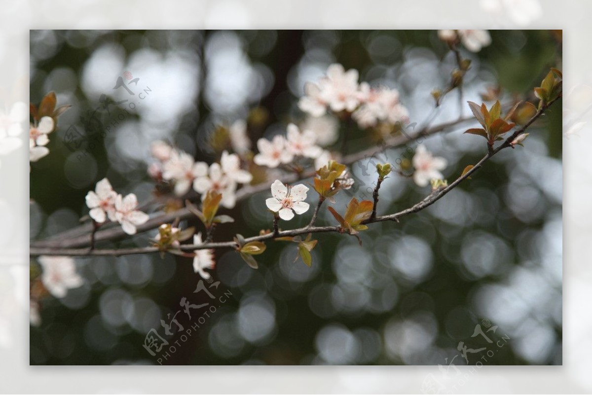 迎春花图片