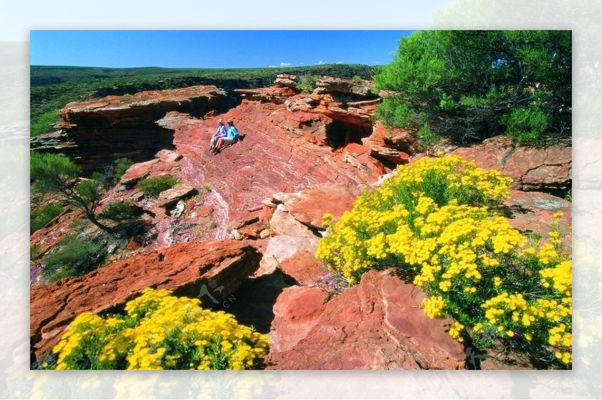 西澳大利亚野花遍布的原野图片