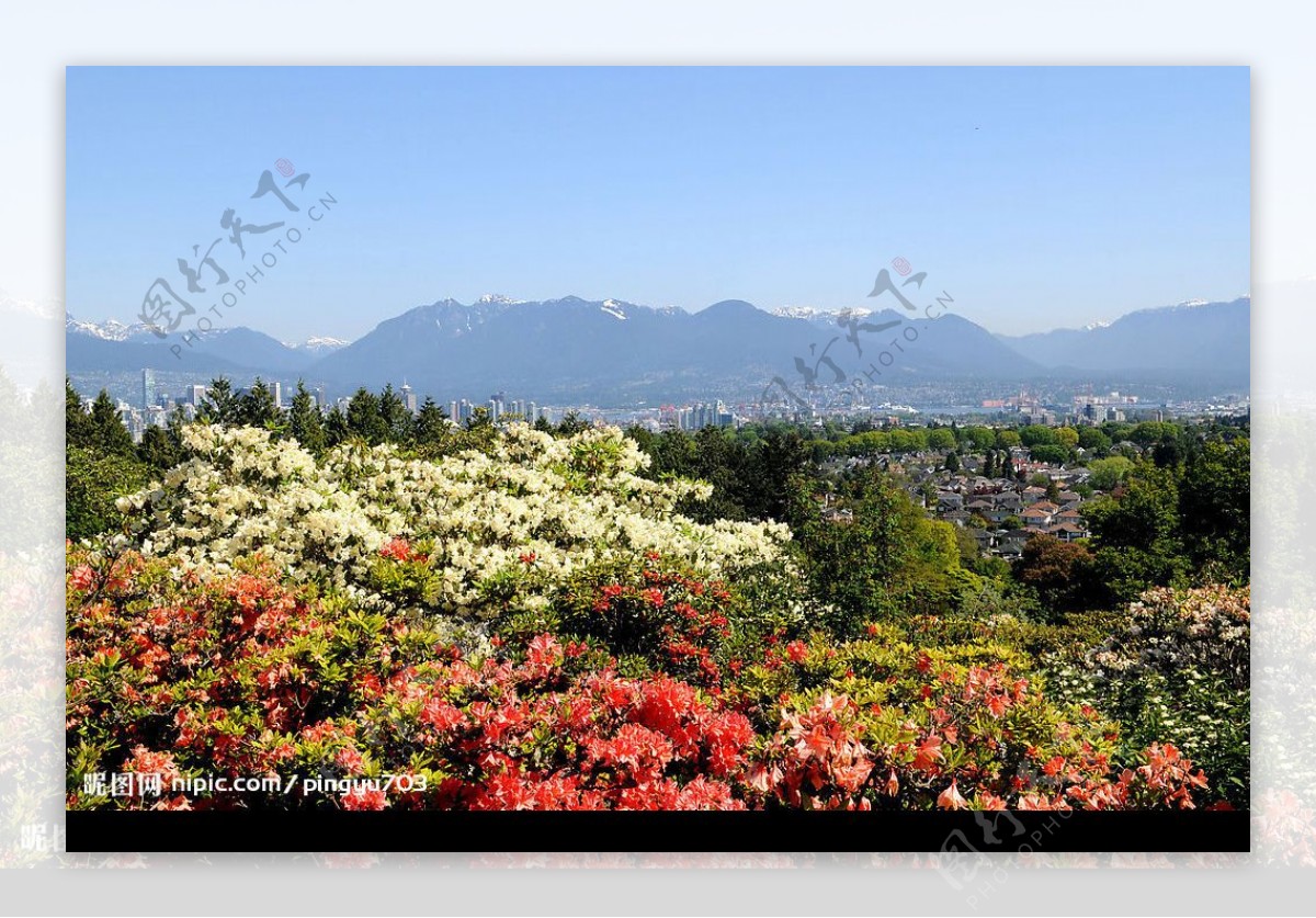 万花丛中的加拿大温哥华城市图片