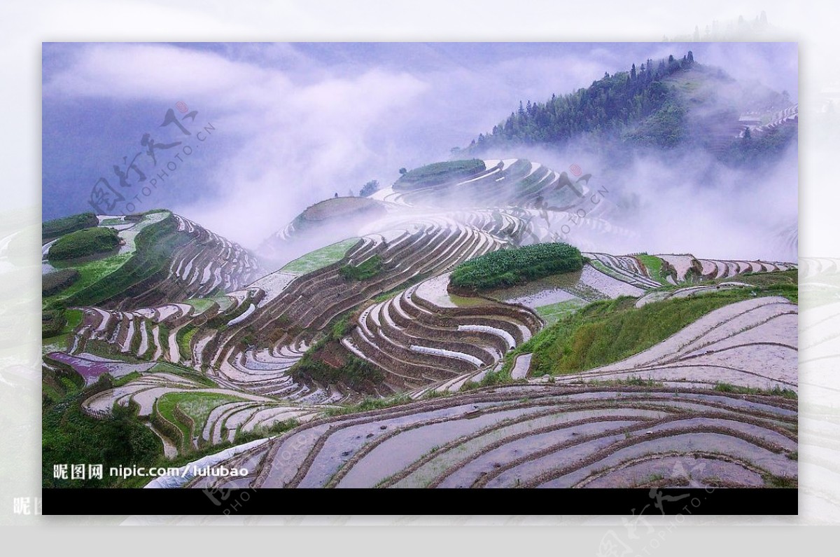 中国广西晨雾中的梯田图片