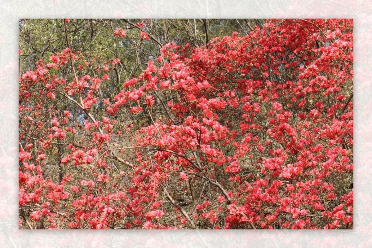 杜鹃花图片