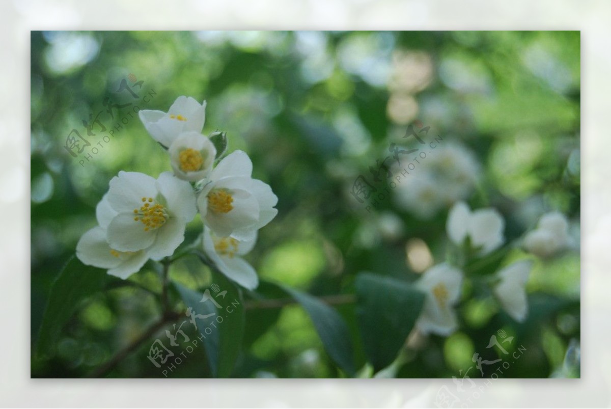 小花微距虚化图片