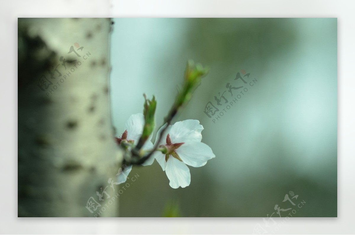 桃花图片